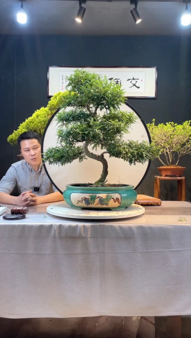 【闪购商品】盆景胡椒木