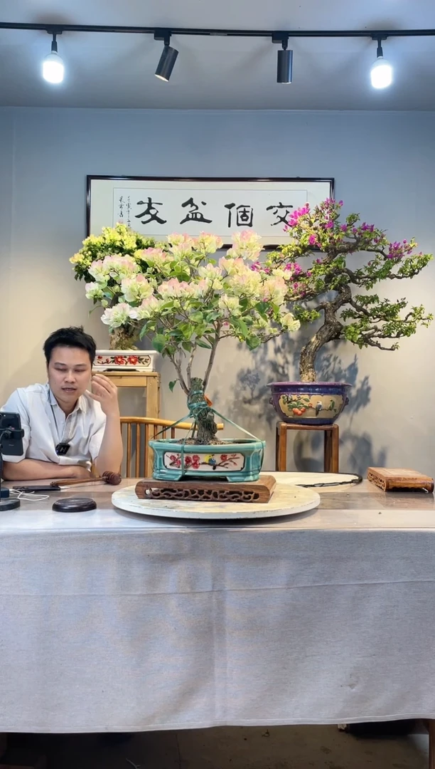 【闪购商品】盆景绿樱三角梅