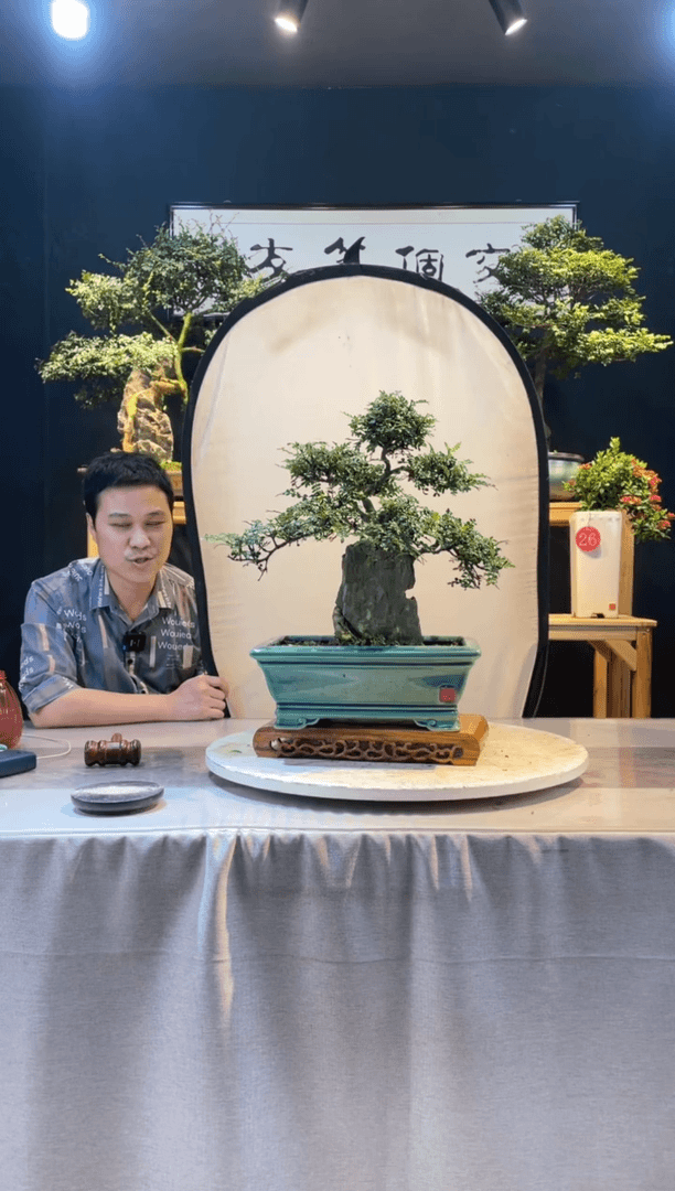 【闪购商品】盆景胡椒木