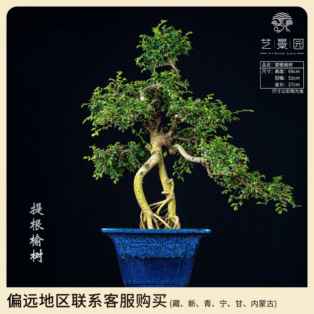 艺景园【艺景园】通用链接一物一拍高端盆景（98） 以直播间截图为准