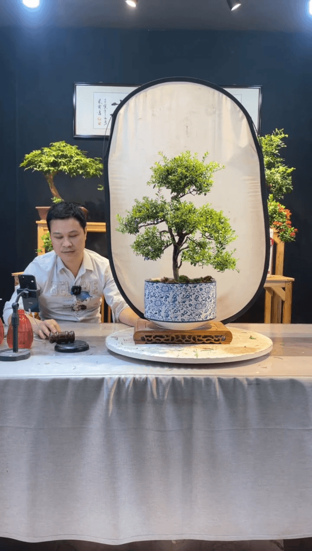 【闪购商品】盆景小叶赤楠