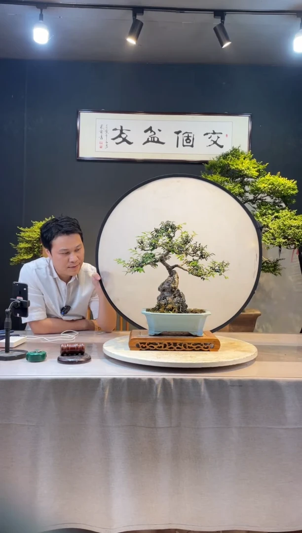 【闪购商品】盆景矮霸榆树