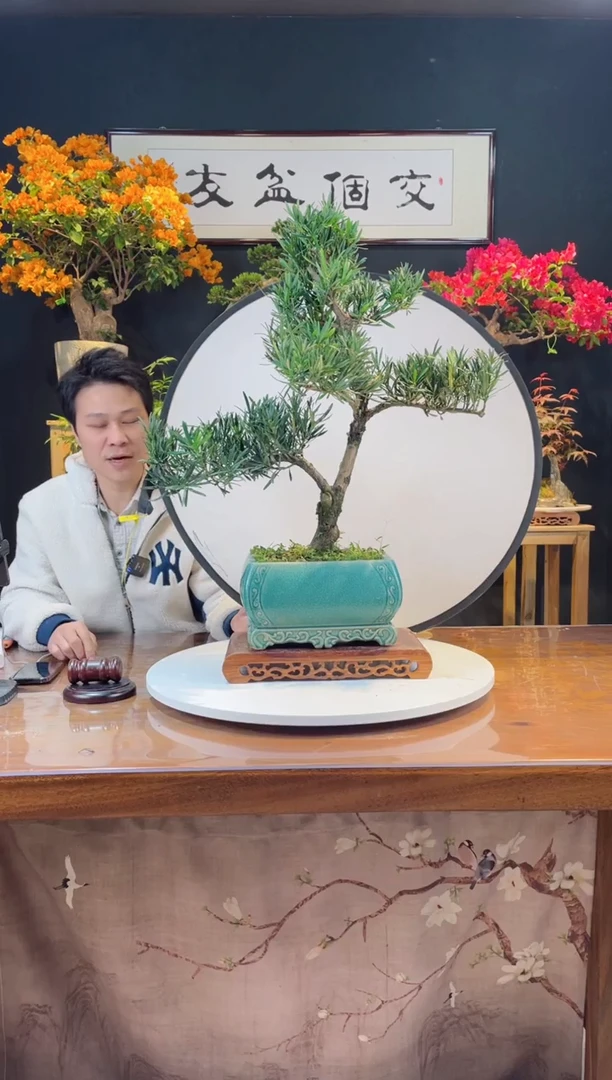 【闪购商品】盆景罗汉松