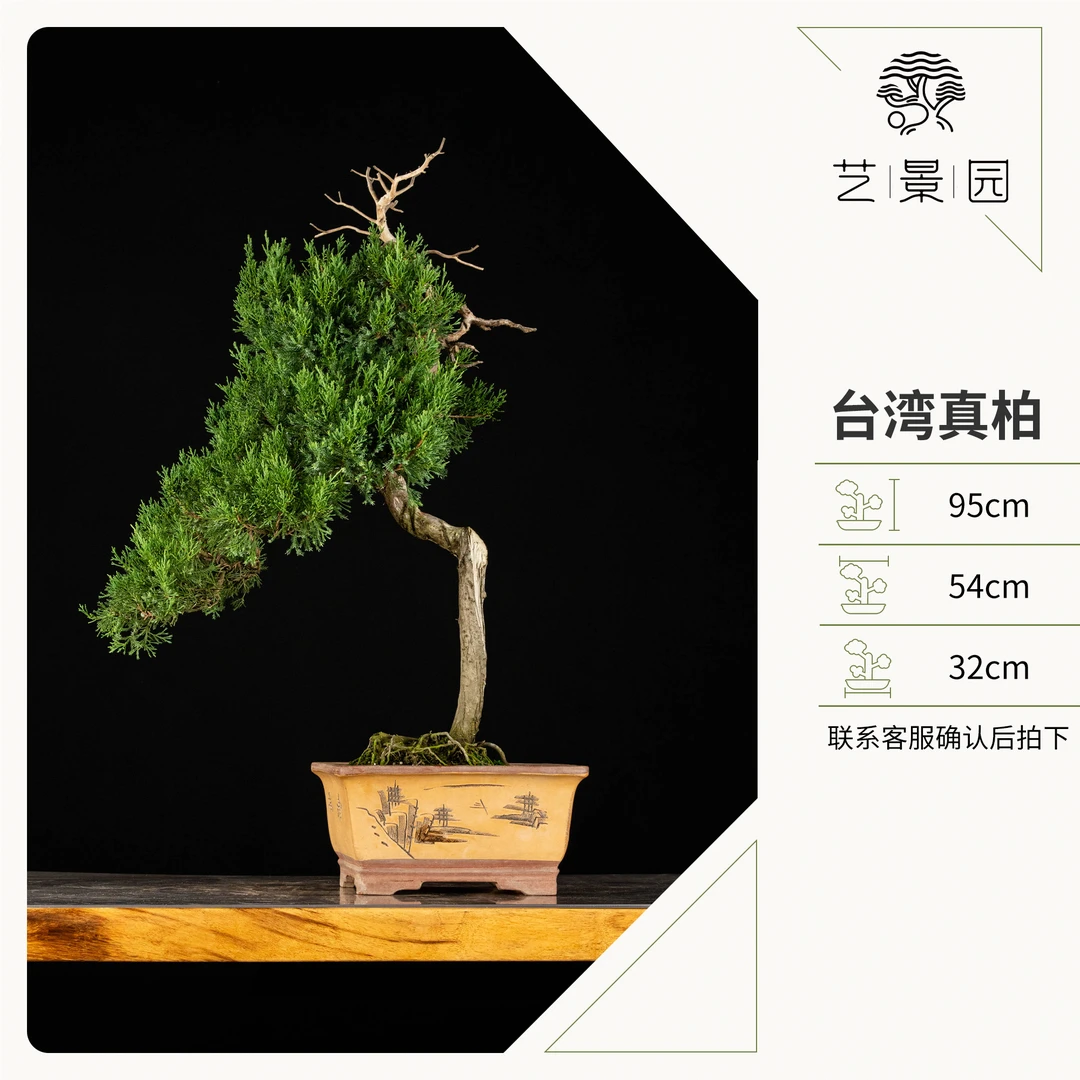 【艺景园】文人台湾真柏 中国风艺术造型盆栽摆件 别墅庭院高端盆景