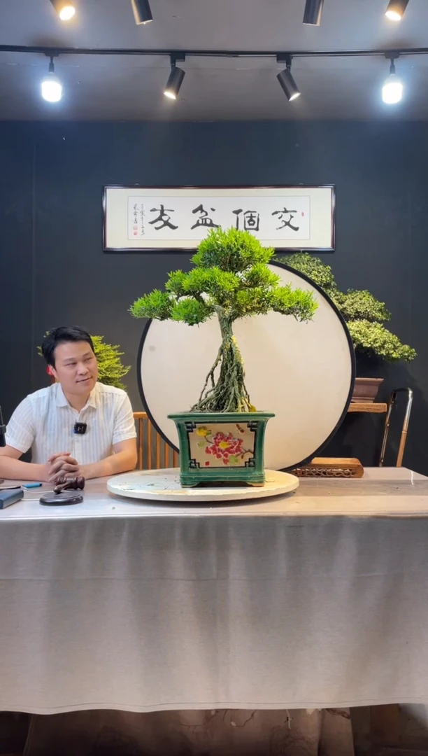 【闪购商品】盆景皱皮黄杨