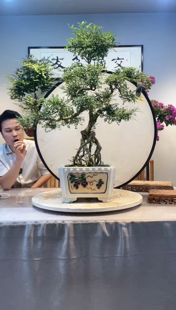 【闪购商品】盆景胡椒木