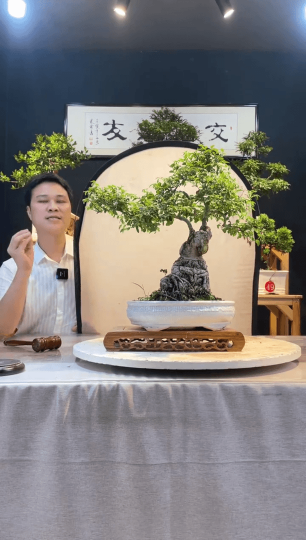 【闪购商品】盆景矮霸榆树