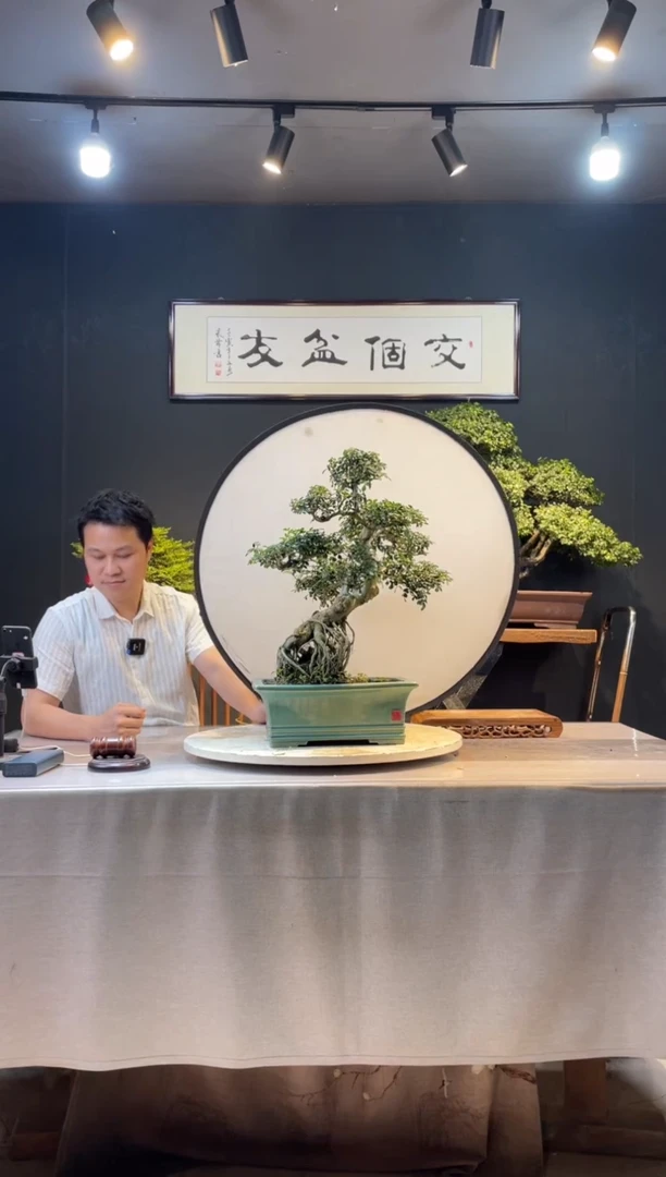 【闪购商品】盆景对节白蜡