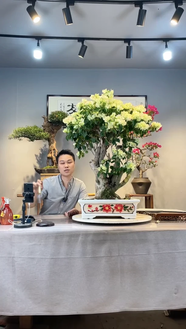 【闪购商品】盆景绿樱三角梅