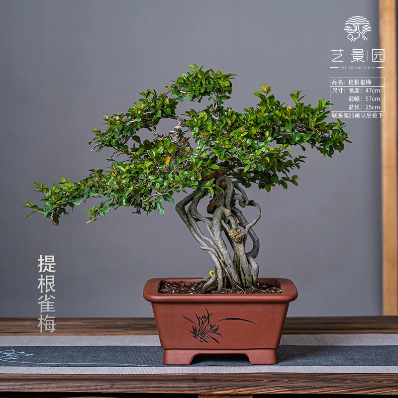 【艺景园】提根雀梅 南北方适宜盆景植物 根艺造型 飘枝迎客松