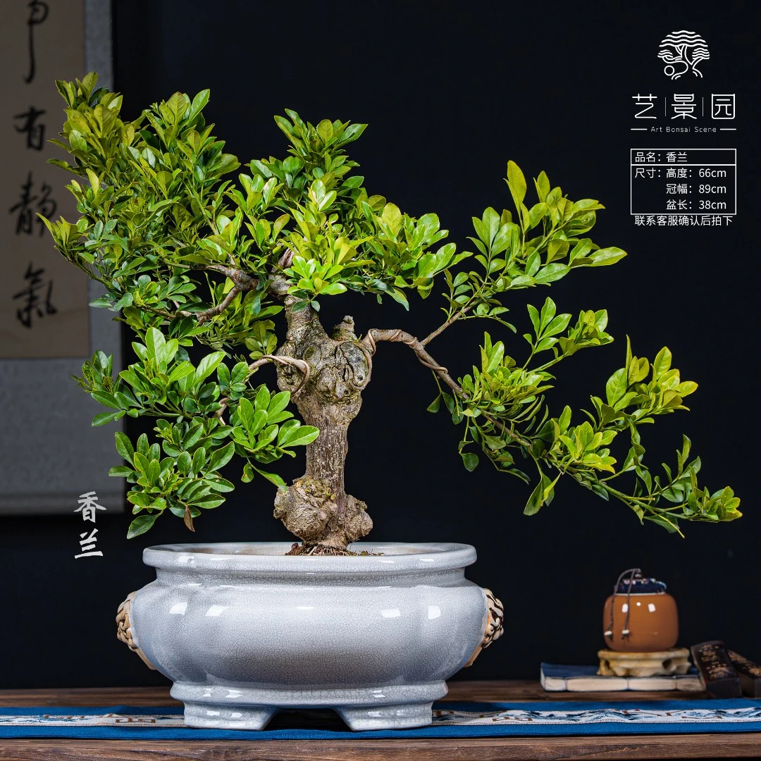 【艺景园】老桩香兰 中国风艺术 四季常绿开花别墅庭院 精品盆景