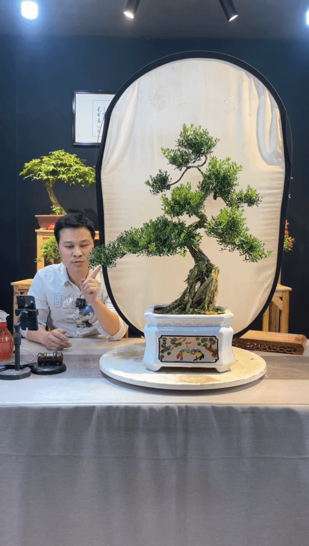 【闪购商品】盆景皱皮黄杨
