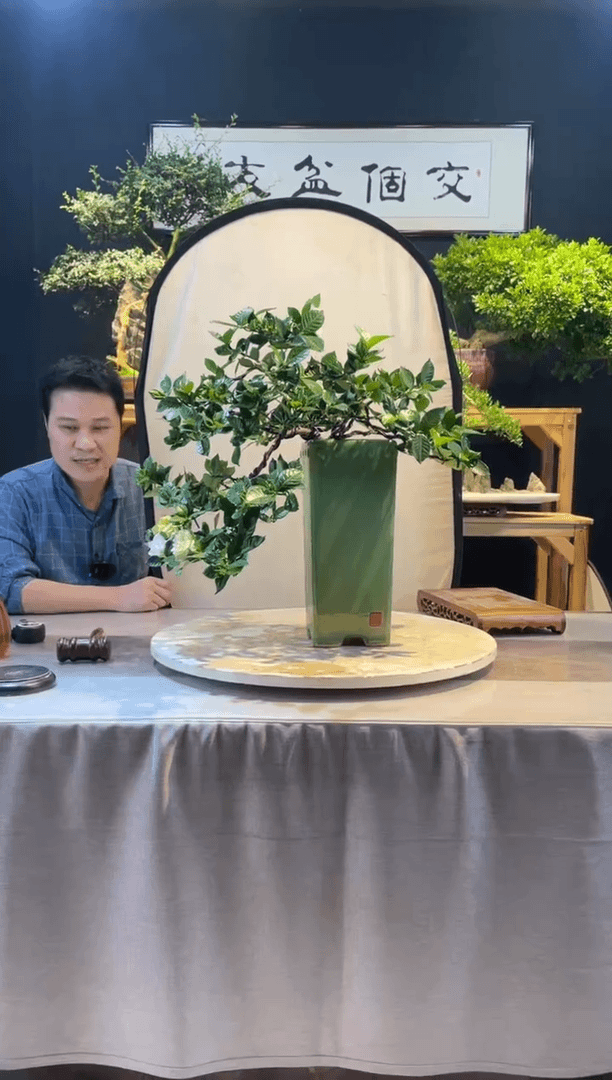 【闪购商品】盆景法莲栀子花