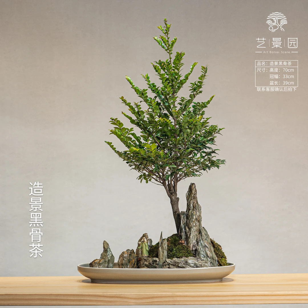 【艺景园-林燕】一物一拍盆景盆栽老桩室内客厅办公桌四季好养绿植