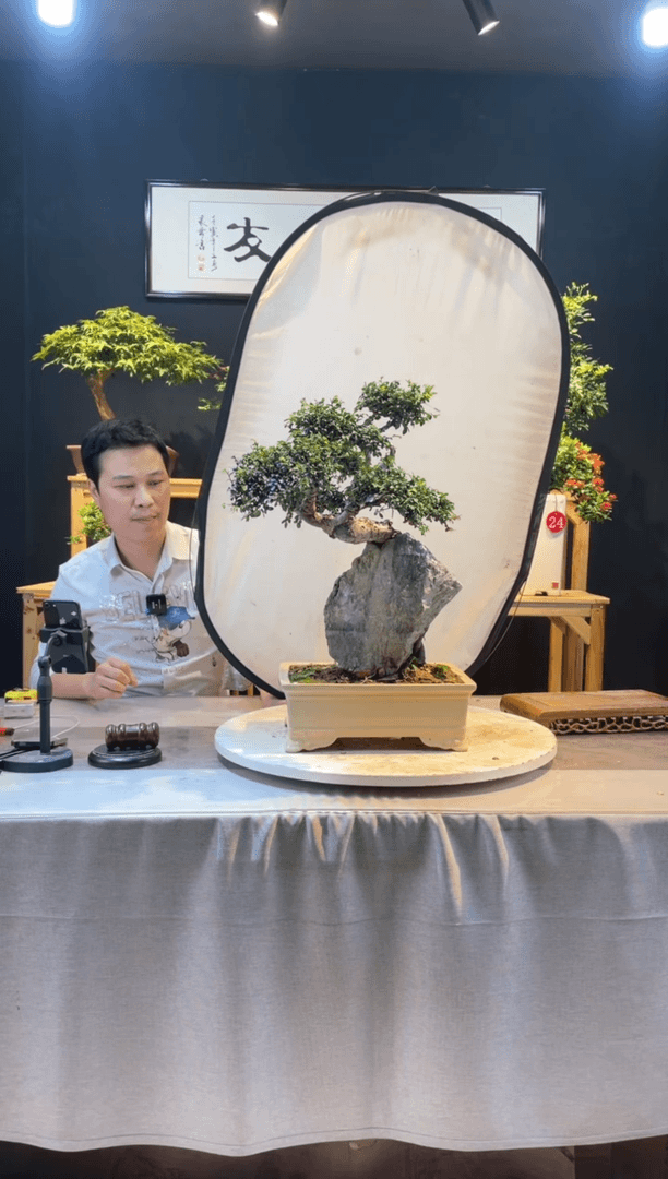【闪购商品】盆景抱石榆树