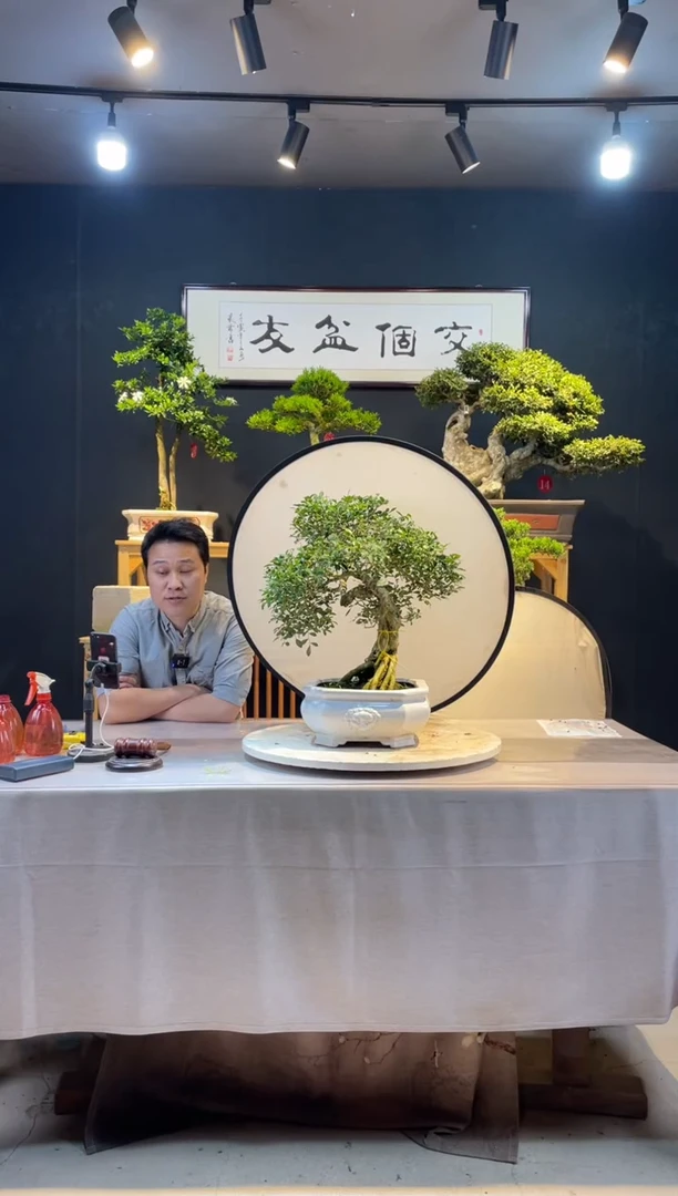 【闪购商品】盆景九里香