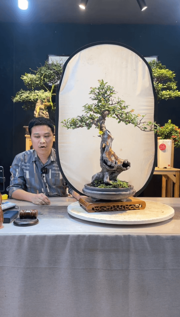 【闪购商品】盆景榆钱树