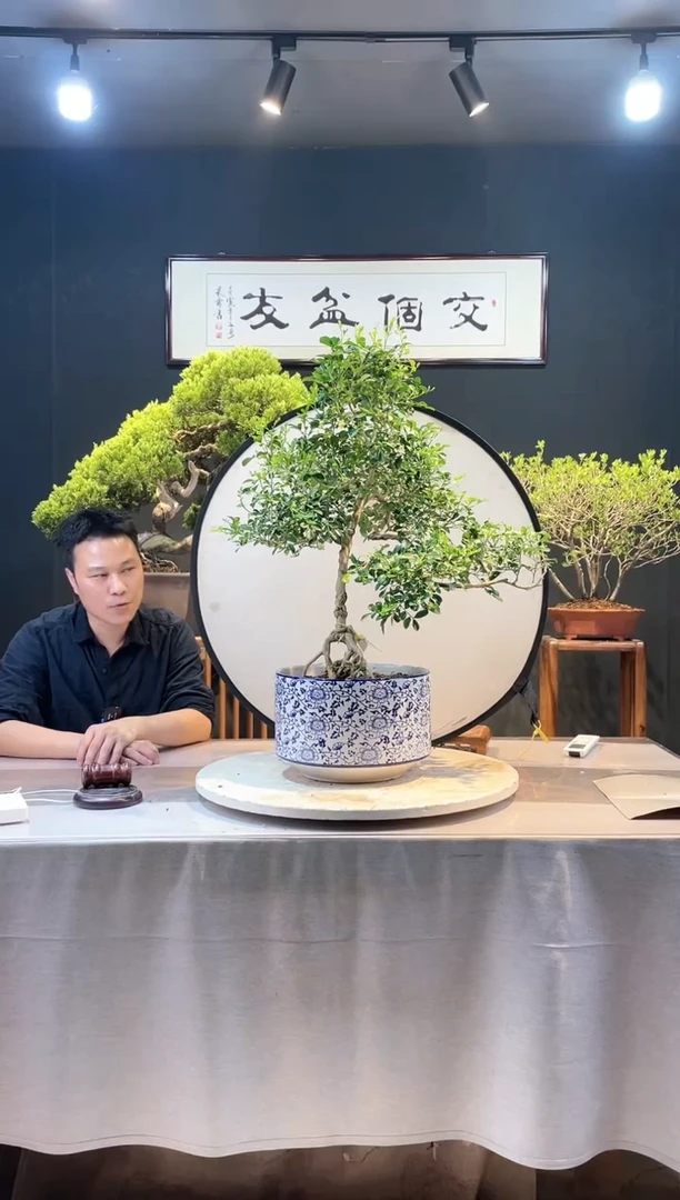 【闪购商品】盆景九里香