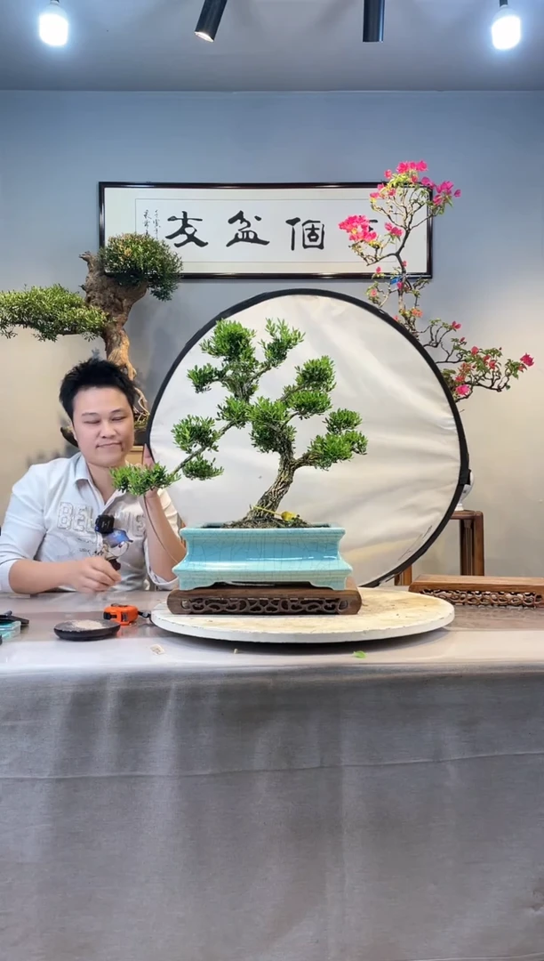 【闪购商品】盆景黄杨