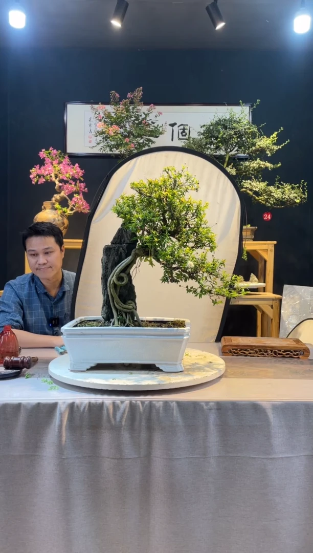 【闪购商品】盆景水杨梅