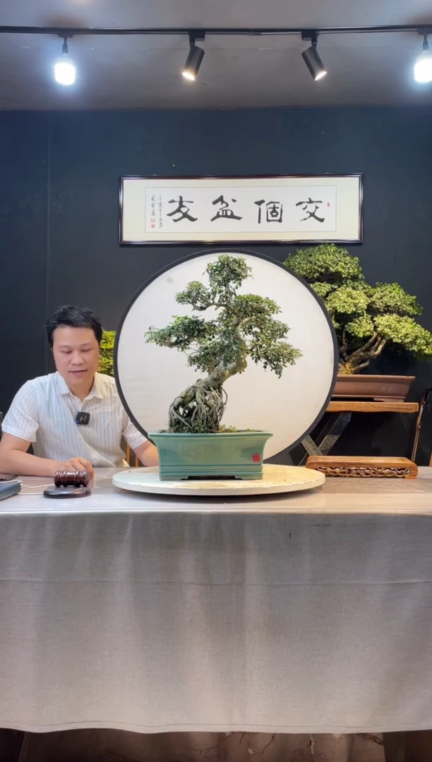 【闪购商品】盆景对节白蜡