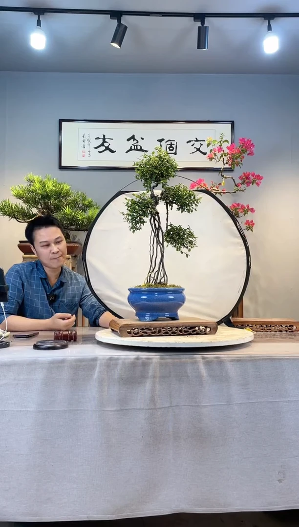 【闪购商品】盆景雀梅