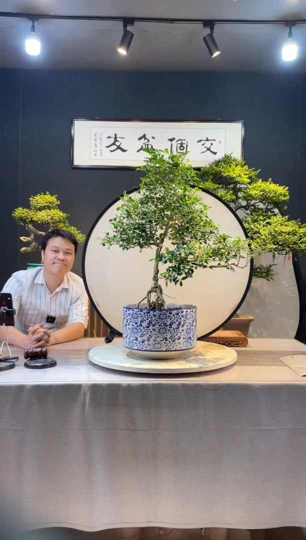 【闪购商品】盆景九里香