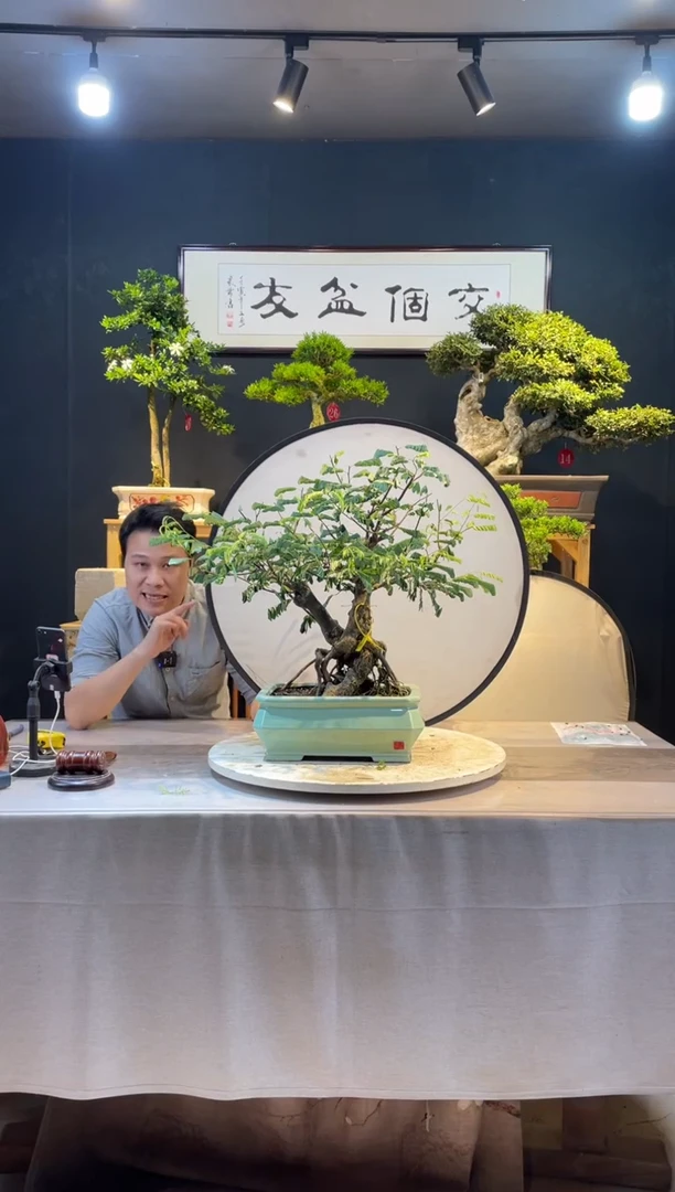 【闪购商品】盆景合欢