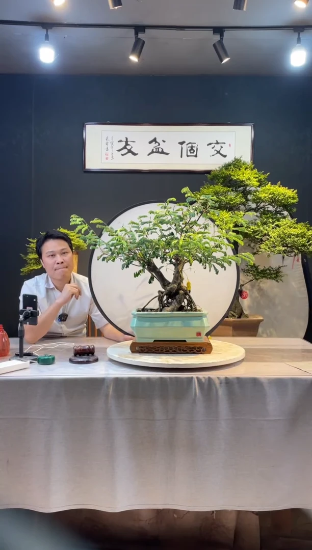 【闪购商品】盆景合欢