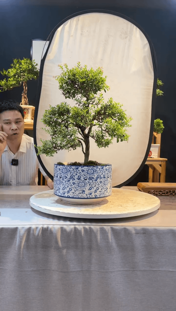【闪购商品】盆景小叶赤楠