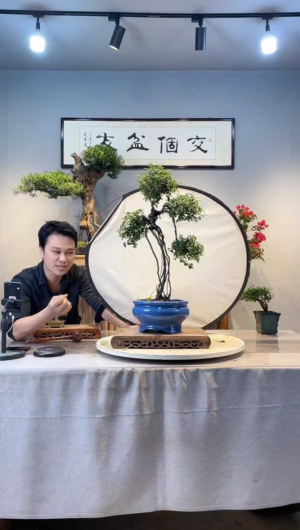 【闪购商品】盆景雀梅