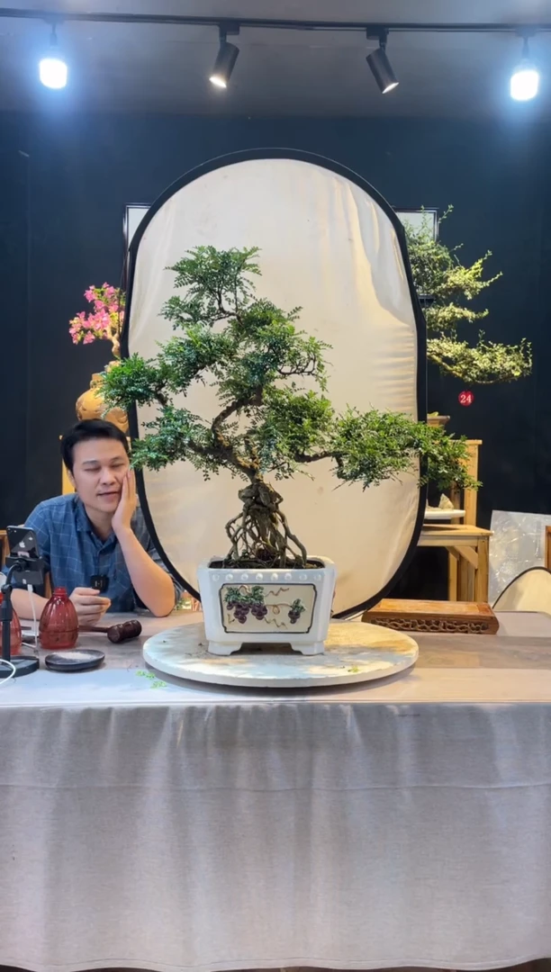【闪购商品】盆景胡椒木