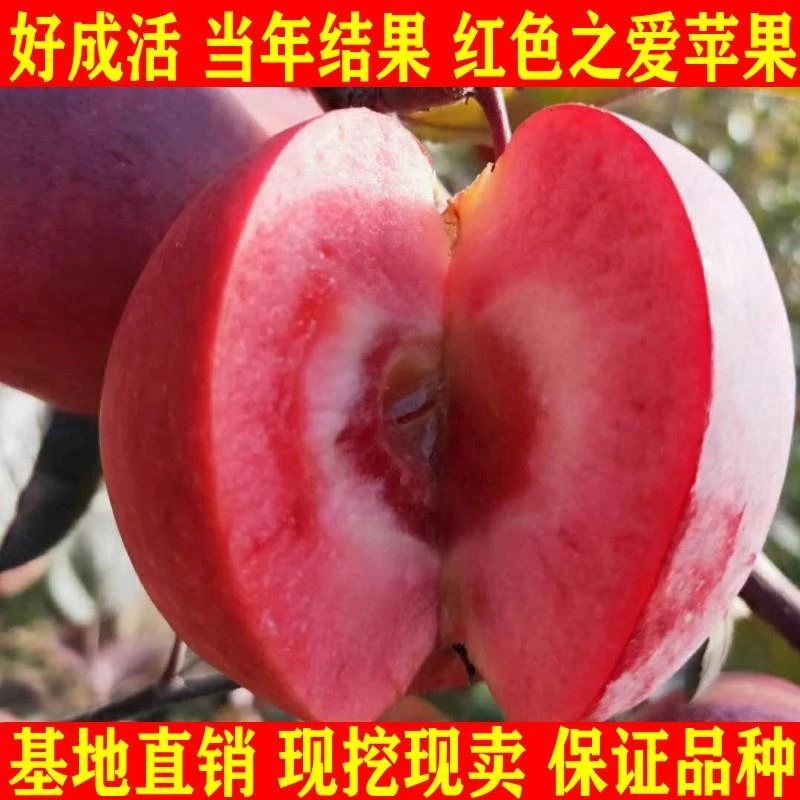 新品种红色之爱红肉苹果树苗地栽糖心红心苹果嫁接苗南方北方种植