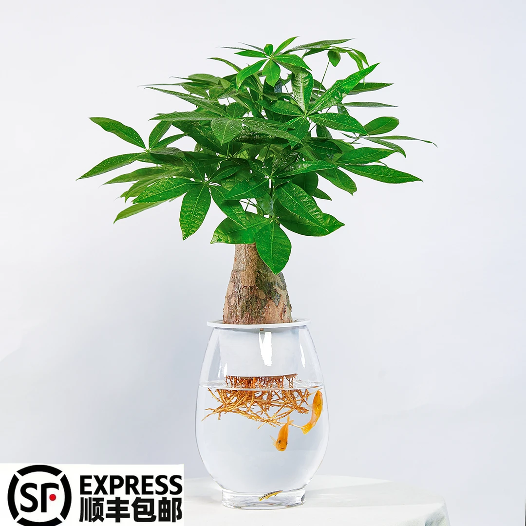 培5年发财树电视柜绿植玻璃养鱼室内发财树发财树水培发财树