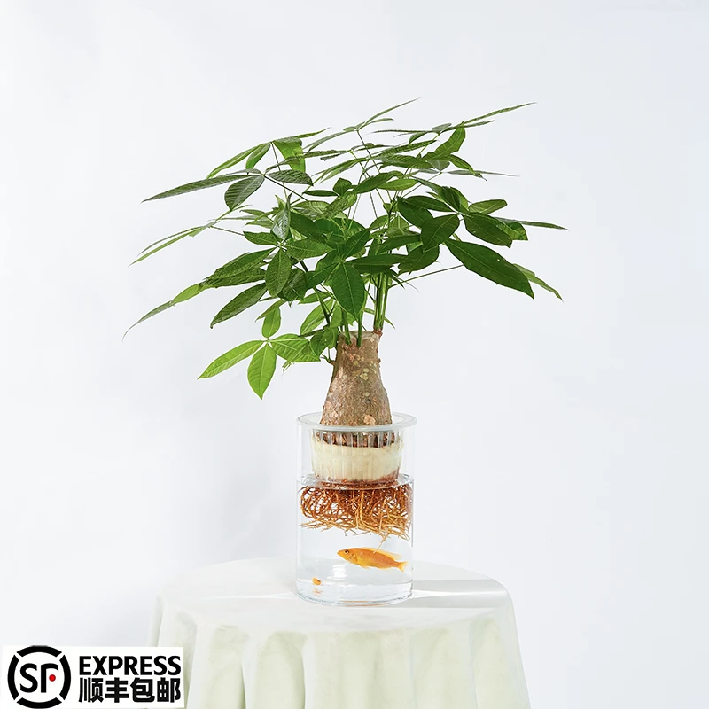 百薇绿植单杆发财树售后老桩水培无土好养室内教师节水培发财树