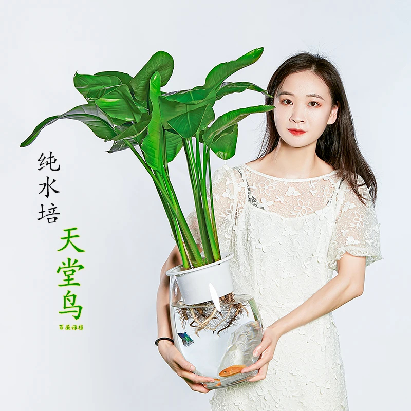 百薇绿植纯水培大型懒人网红植物天堂鸟室内盆栽植物好养净化空气