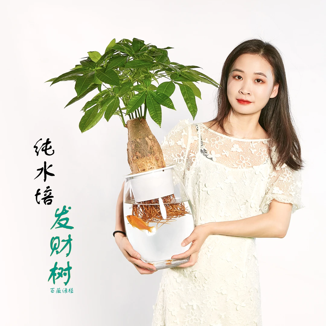 百薇绿植水生原生室内盆栽室内客厅办公室好养水培发财树花卉绿植