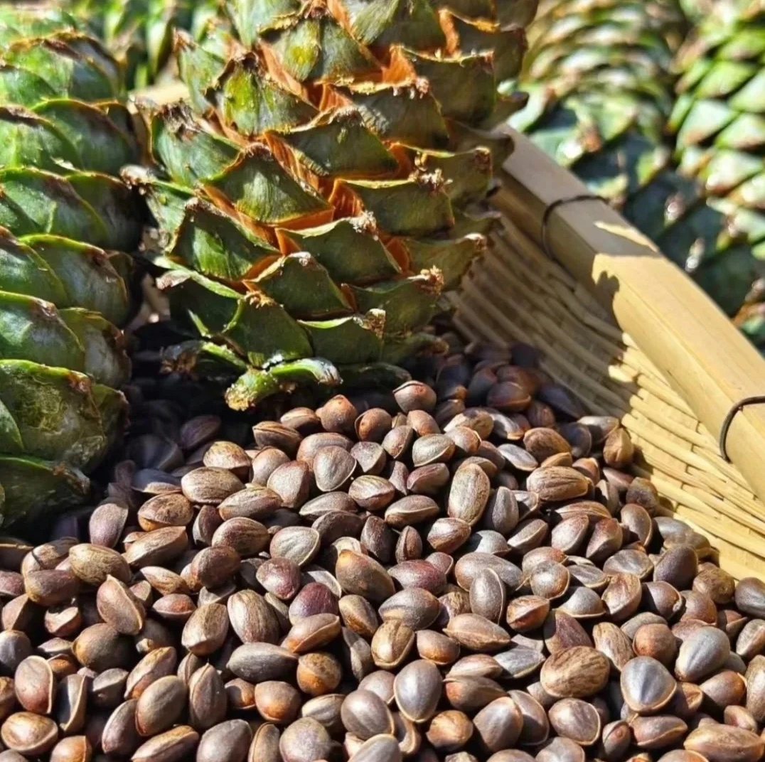 【云南深山老树新鲜松子】