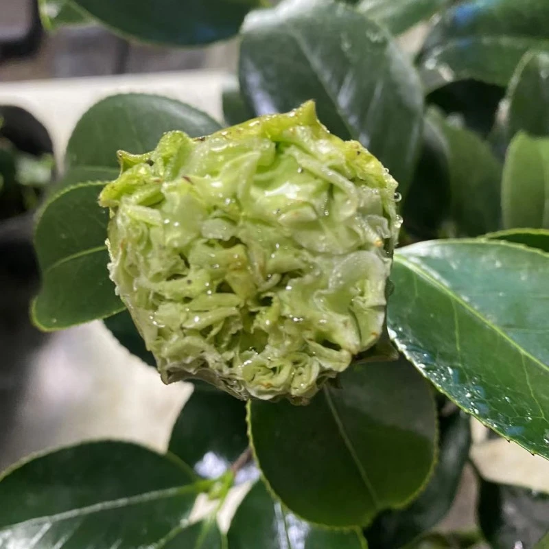 绿云绿可娜山茶花花开绿色（不包成活）介意勿拍