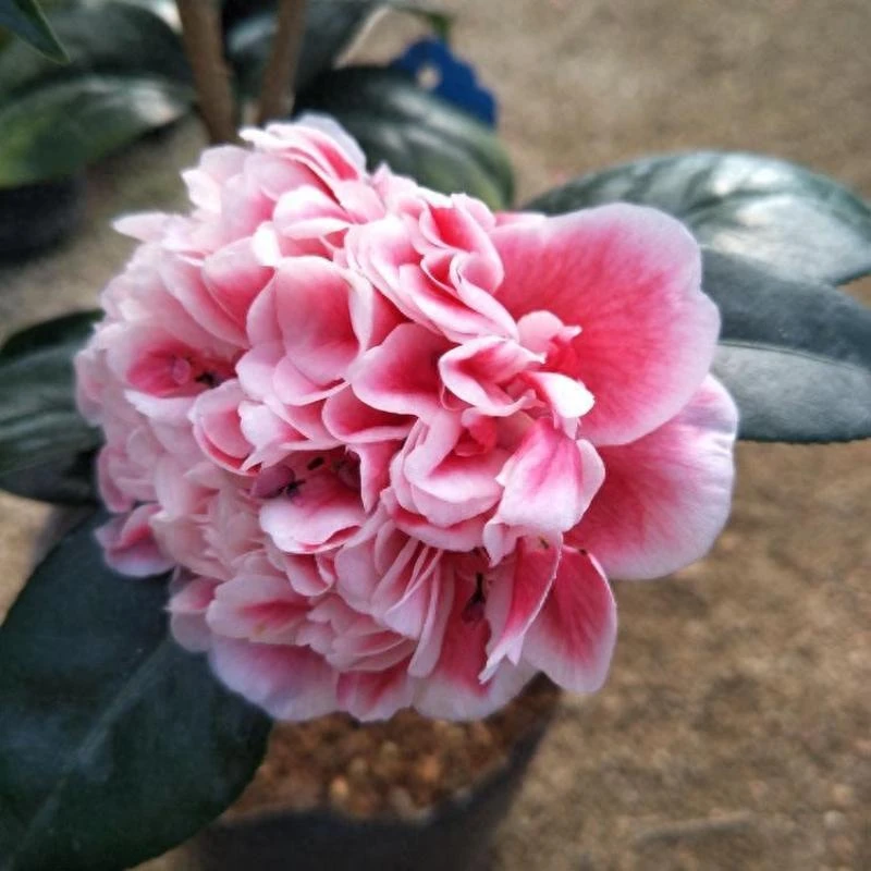 火龙珠 山茶花名贵稀有品种（不包成活）介意勿拍
