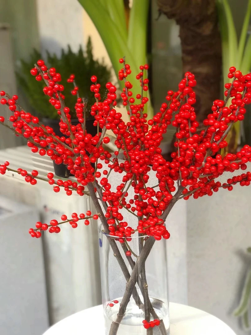 北美冬青红豆室内水培年宵花鲜切花鲜切花红豆插花
