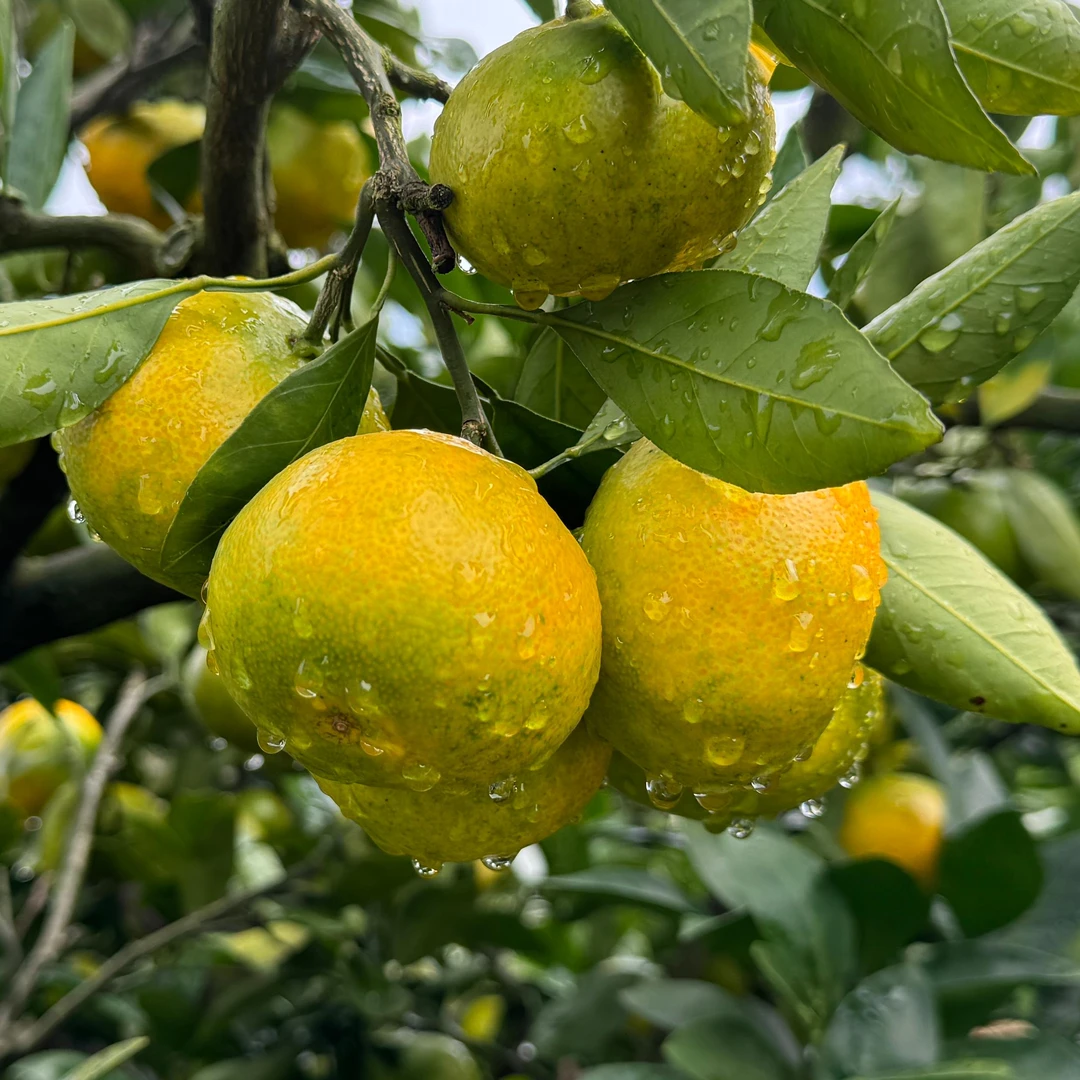 【中源果农 京东 酸甜口感介意慎拍】东江湖蜜橘 净重4斤 新鲜当季