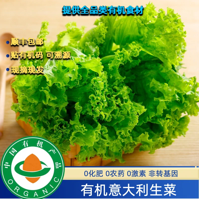 有机意大利生菜有机生菜3斤现摘现发健康美味无农残南京国环认证
