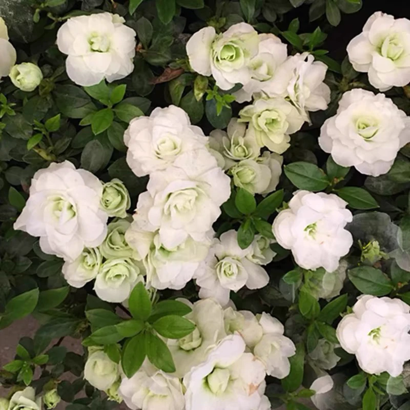小五宝杜鹃花带花苞小清新花卉白色白绿色杜鹃好养的花四季开花