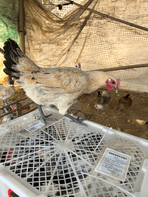 高产花羽绿壳。   纯散养土鸡