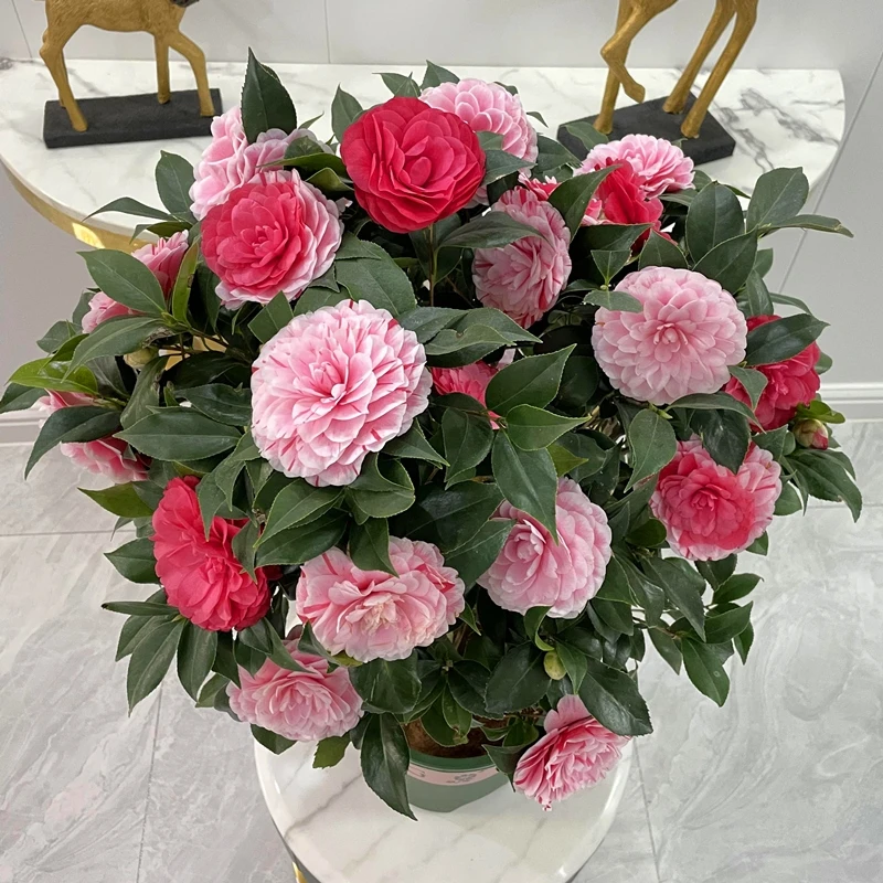 五色赤丹山茶花盆栽带花苞植物室内好养茶花树苗四季绿植原盆原土
