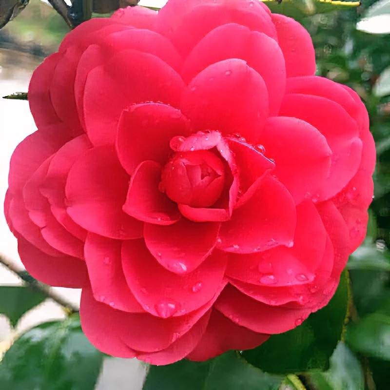 红赤丹茶花高度75公分到85公分原盆原土发货带花苞家庭冬季开花