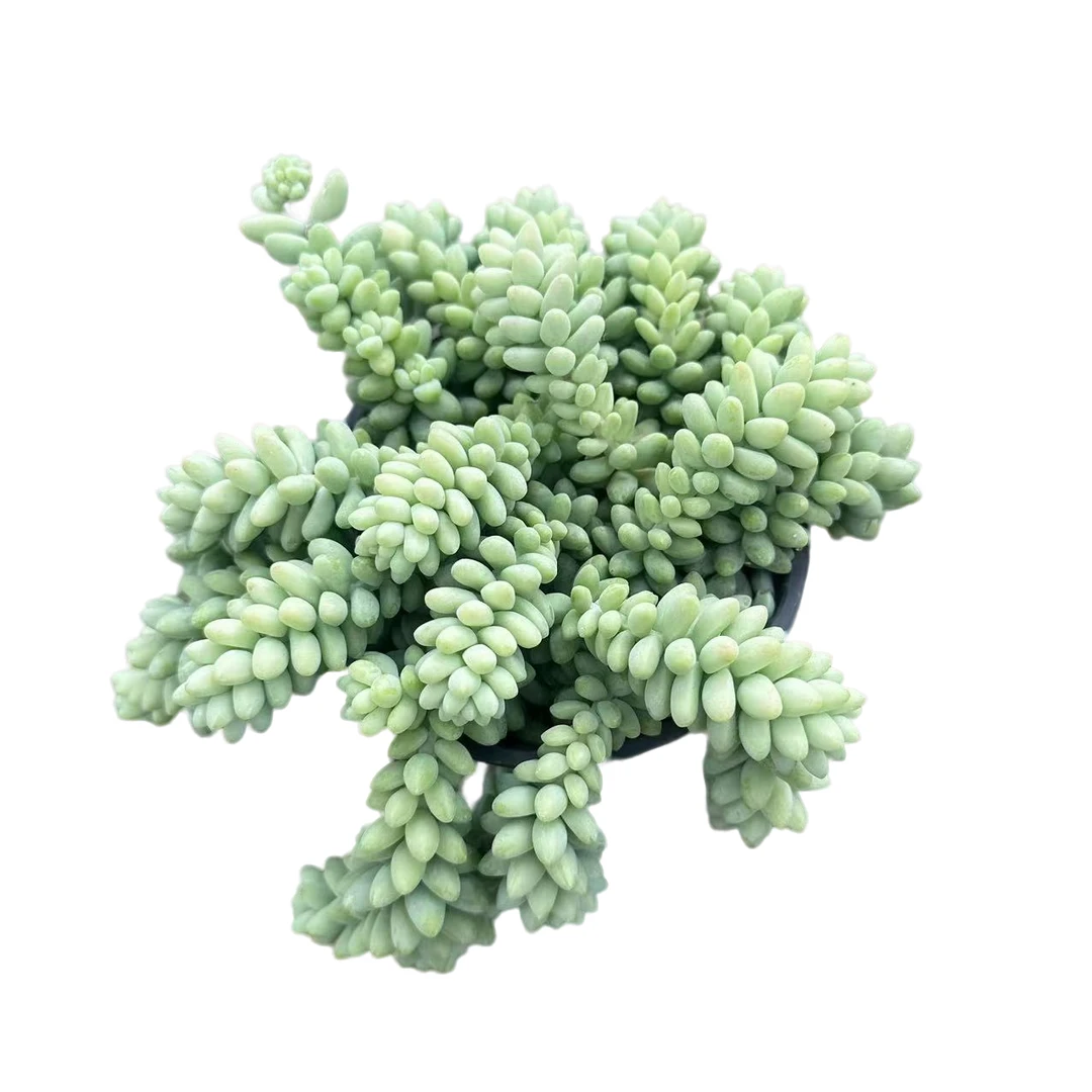 彩虹玉坠多头多肉植物 新手好养 室内外皆可养 带盆土发货