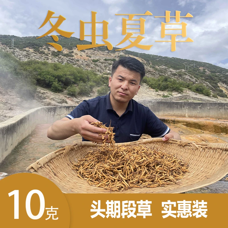2024年高品质冬虫夏草断草虫草大号断虫草10克装