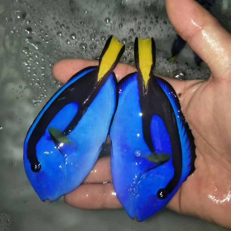 蓝吊海水鱼直播链接